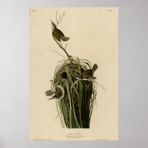 Marsh Wren Poster