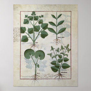 Marshmallow & Hastula Regia Asarabacca & Poster