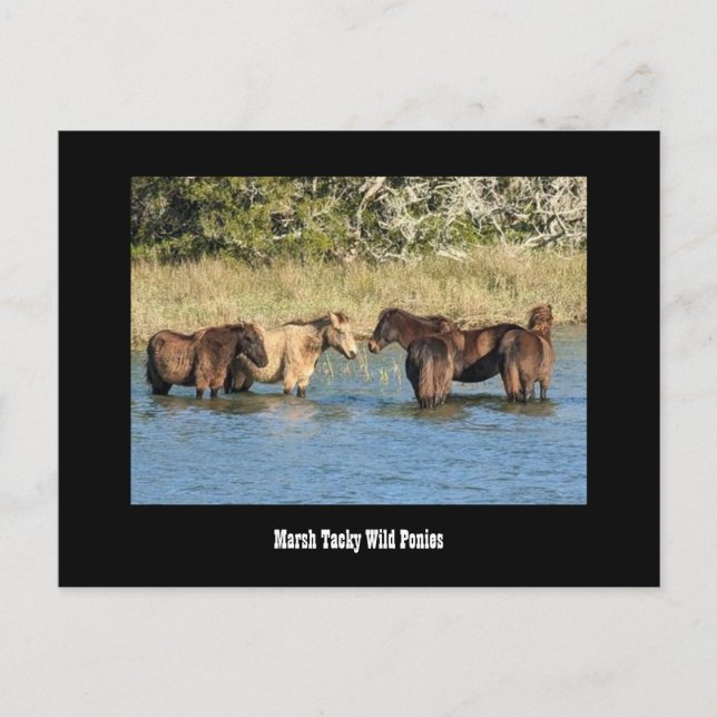 Marshy Tacky  Ponies Postcard (Front)