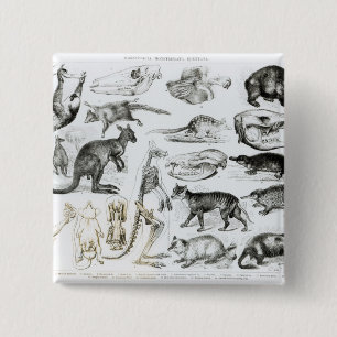 Marsupialia, Monetremata, Edentata 15 Cm Square Badge