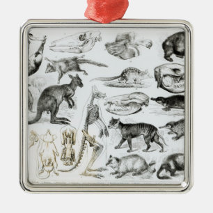 Marsupialia, Monetremata, Edentata Metal Ornament