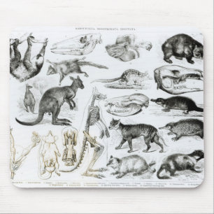 Marsupialia, Monetremata, Edentata Mouse Pad