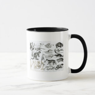 Marsupialia, Monetremata, Edentata Mug