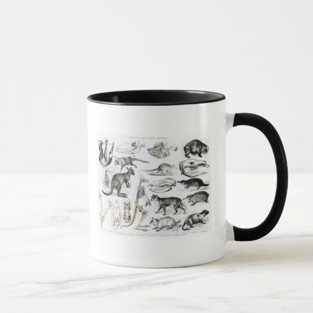 Marsupialia, Monetremata, Edentata Mug (Right)