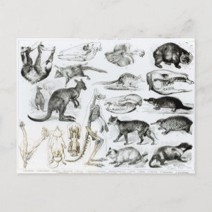 Marsupialia, Monetremata, Edentata Postcard