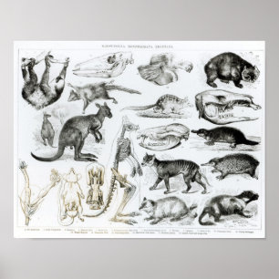 Marsupialia, Monetremata, Edentata Poster