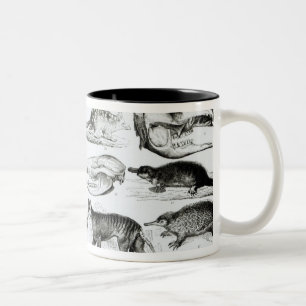 Marsupialia, Monetremata, Edentata Two-Tone Coffee Mug