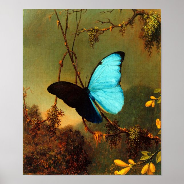 Martin Johnson Heade Blue Morpho Butterfly Poster (Front)
