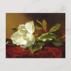 Martin Johnson Heade Magnolia Vintage  Postcard