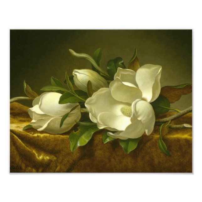 Martin Johnson Heade - Magnolias on Gold Velvet Photo Print (Front)