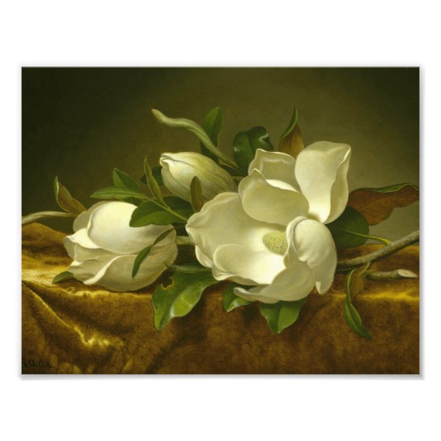 Martin Johnson Heade - Magnolias on Gold Velvet Photo Print (Front)