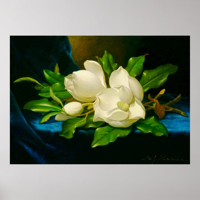 Martin Johnson Heade – Magnolias on Gold Velvet  Poster (Front)