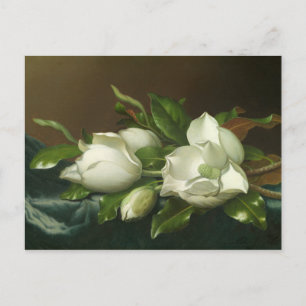 Martin Johnson Heade - Magnolias on Light Blue Postcard