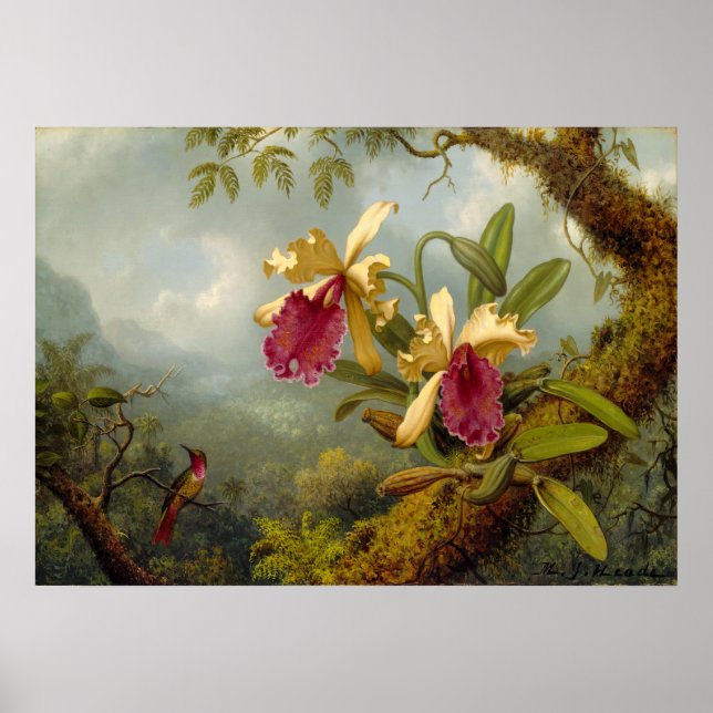 Martin Johnson Heade - Orchids and hummingbird Poster (Front)