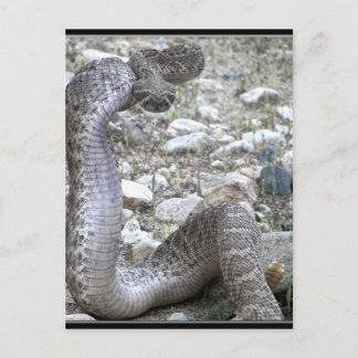 Martinez Wash Rattlesnake in Congress, AZ Postcard
