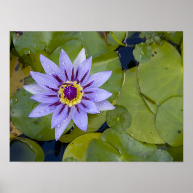Martinique, French Antilles, West Indies, Blue Poster (Front)