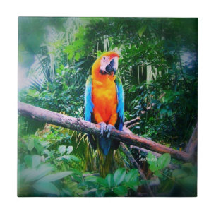 Martinique Macaw Tile