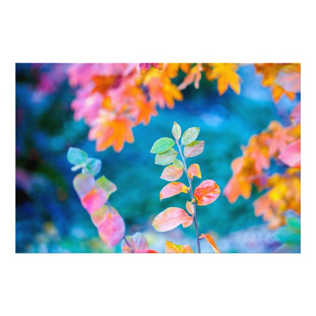 Marvellous Cotoneaster Leaves Photo Print (Front)