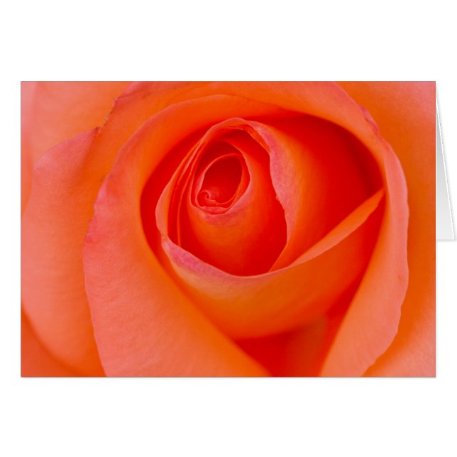 Marvellous Orange Rose Bud (Front Horizontal)