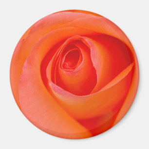 Marvellous Orange Rose Bud Magnet