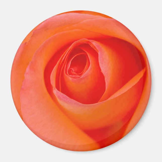 Marvellous Orange Rose Bud Magnet (Front)