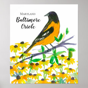 Maryland Baltimore Oriole Black Eyed Susans Poster
