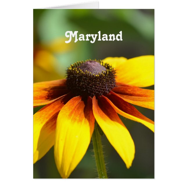 Maryland Black Eyed Susan (Front)