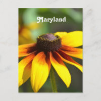 Maryland Black Eyed Susan