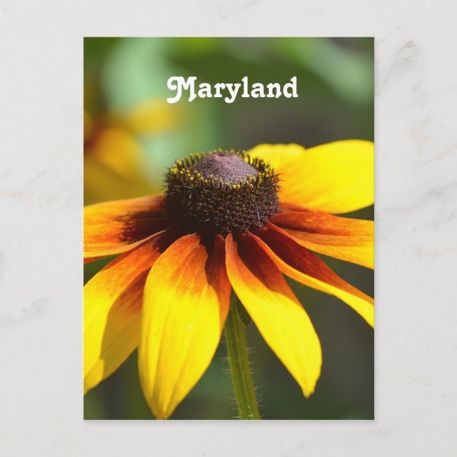 Maryland Black Eyed Susan Postcard (Front)