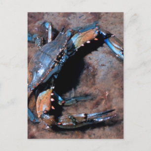 Maryland Blue Crab Postcard
