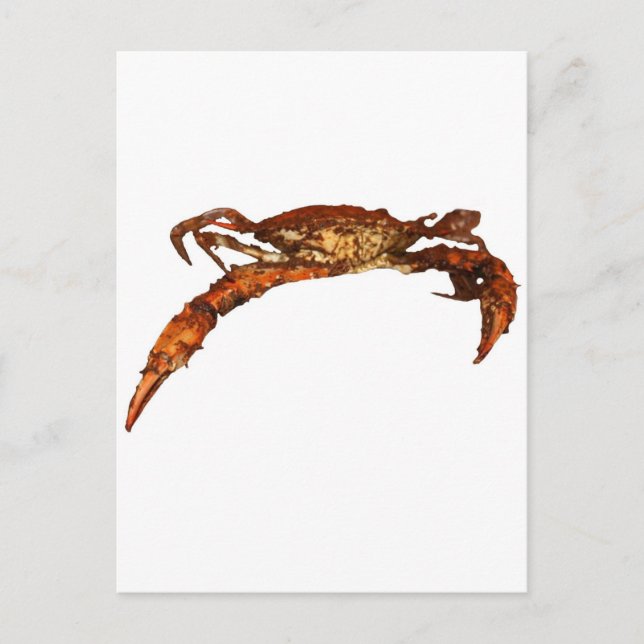Maryland Blue Crab Postcard (Front)