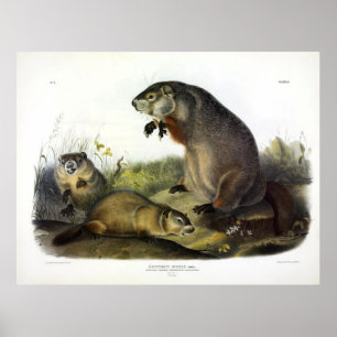 Maryland Marmot, Woodchuck, Groundhog by Audubon Poster