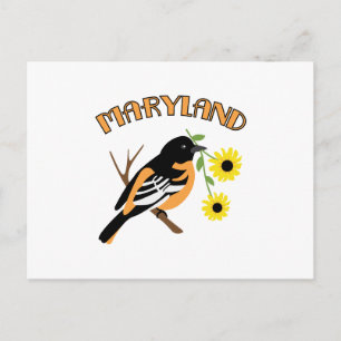 Maryland Oriole Postcard