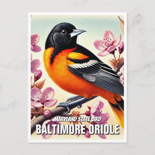 Maryland State Bird Baltimore Oriole Postcard (Front)