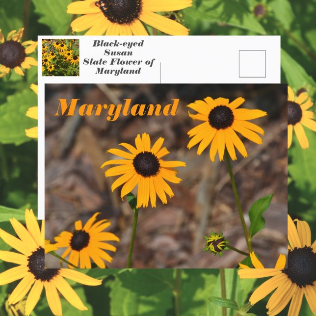 Maryland State Flower Black-eyed Susan Photo Postcard (Creator Uploaded)