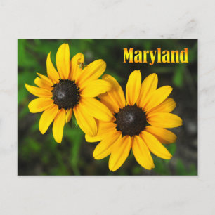 Maryland State Flower: Black-eyed Susan Postcard