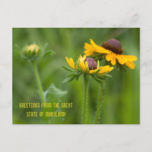 Maryland State Flower Postcard
