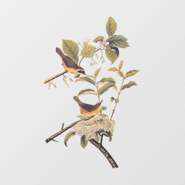 Maryland Yellowthroat Audubon Birds with Flowers (Sheet)