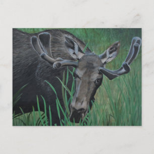 Marysville Moose Postcard