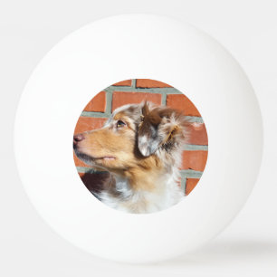 MAS red merle Ping Pong Ball