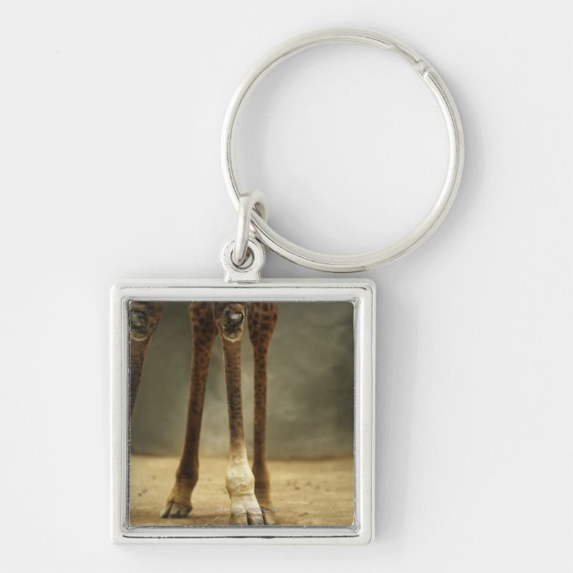 Masai giraffe, low angle view of legs, Giraffa Key Ring (Front)
