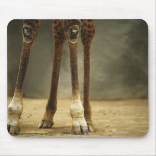 Masai giraffe, low angle view of legs, Giraffa Mouse Pad