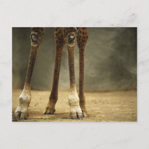 Masai giraffe, low angle view of legs, Giraffa Postcard