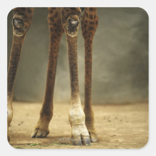Masai giraffe, low angle view of legs, Giraffa Square Sticker