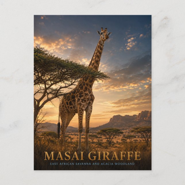 Masai Giraffe Savanna ANIMALS Postcard (Front)