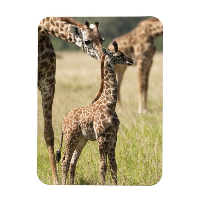 Masai giraffes, Giraffa camelopardalis 2 Magnet (Vertical)