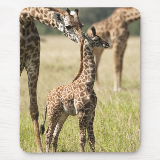 Masai giraffes, Giraffa camelopardalis 2 Mouse Pad (Front)