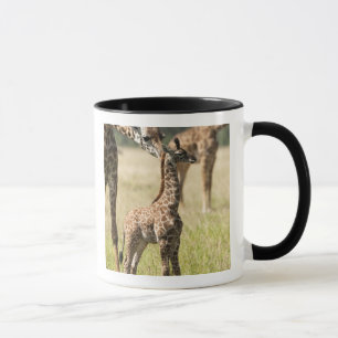 Masai giraffes, Giraffa camelopardalis 2 Mug