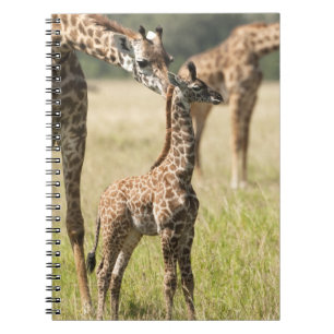 Masai giraffes, Giraffa camelopardalis 2 Notebook