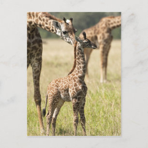 Masai giraffes, Giraffa camelopardalis 2 Postcard